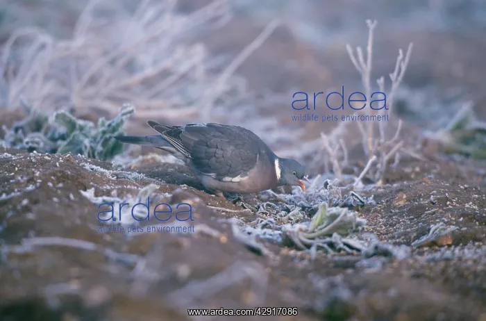 : Woodpigeon - Feeding on frosty ground : Woodpigeon - Feeding on frosty ground