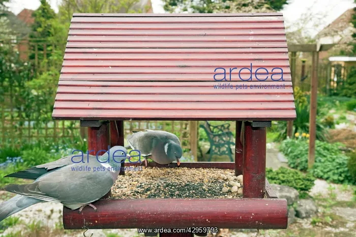: Woodpigeon - feeding at garden bird table : Woodpigeon - feeding at garden bird table