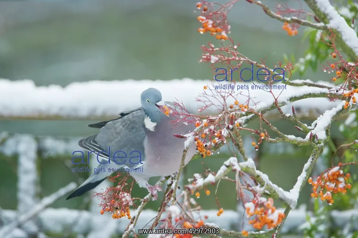 : Woodpigeon - Feeding on Rowan Berries in Snow - in Garden : Woodpigeon - Feeding on Rowan Berries in Snow - in Garden