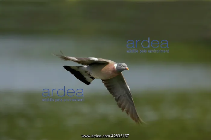 : Woodpigeon - In flight : Woodpigeon - In flight