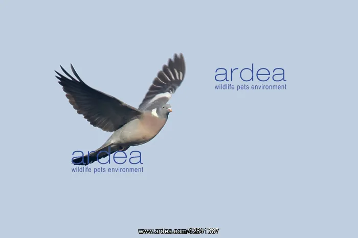 : Woodpigeon - in flight : Woodpigeon - in flight