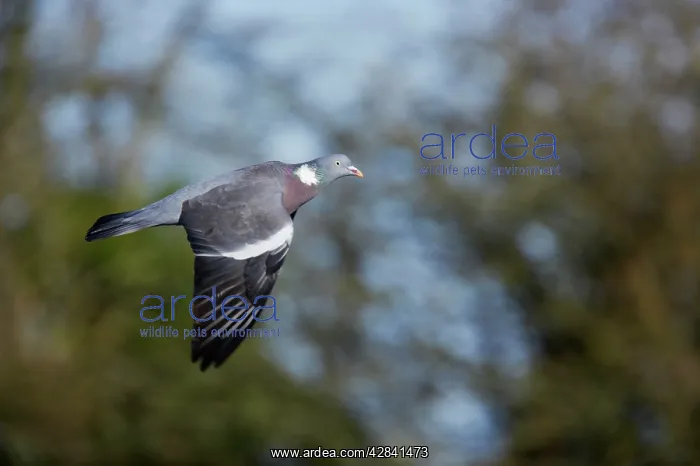 : Woodpigeon - in flight : Woodpigeon - in flight