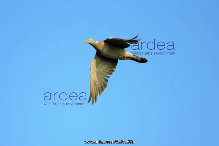 : Woodpigeon - in flight : Woodpigeon - in flight