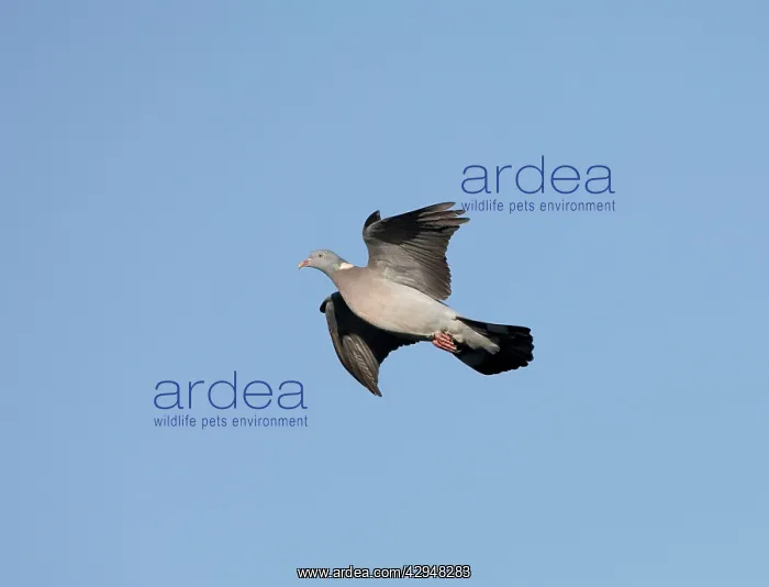 : Woodpigeon - In flight : Woodpigeon - In flight