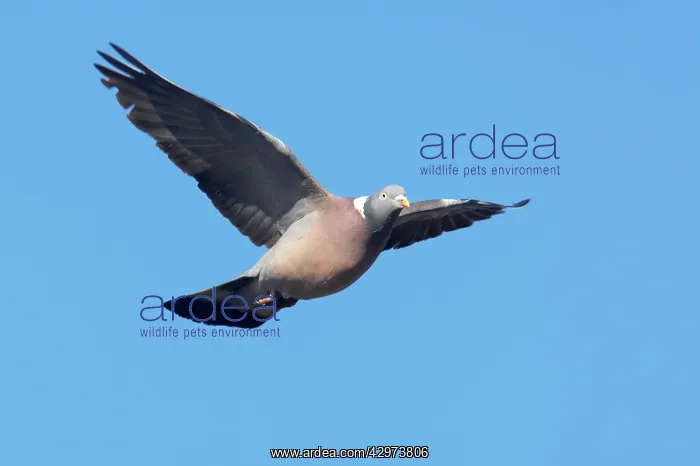 : Woodpigeon - In Flight : Woodpigeon - In Flight