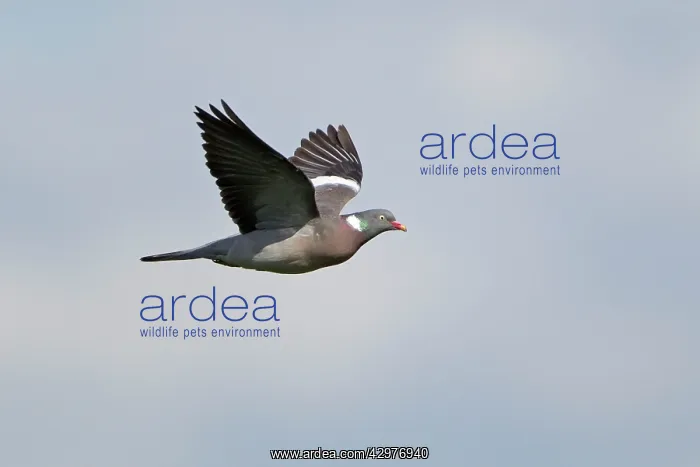 : Woodpigeon - in flight : Woodpigeon - in flight