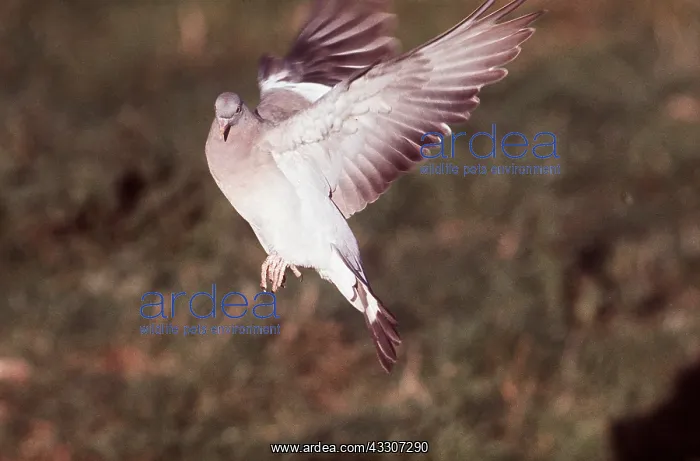 : WOODPIGEON - in flight : WOODPIGEON - in flight