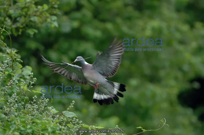 : Woodpigeon - In flight carrying twig : Woodpigeon - In flight carrying twig