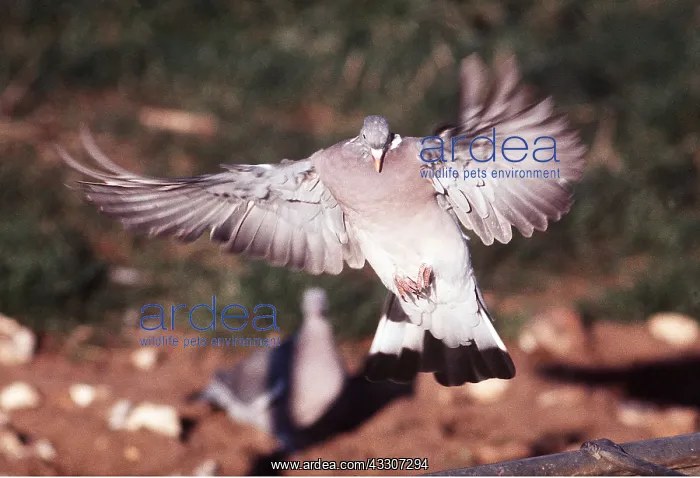 : WOODPIGEON - in flight, landing : WOODPIGEON - in flight, landing