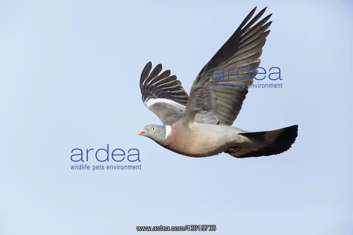 : Woodpigeon - in flight, North Hessen, Germany : Woodpigeon - in flight, North Hessen, Germany