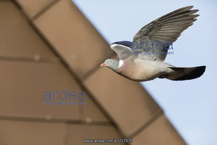 : Woodpigeon - in flight, North Hessen, Germany : Woodpigeon - in flight, North Hessen, Germany