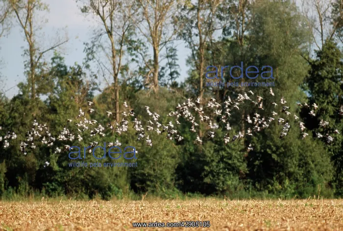 : Woodpigeon - flock, in flight : Woodpigeon - flock, in flight