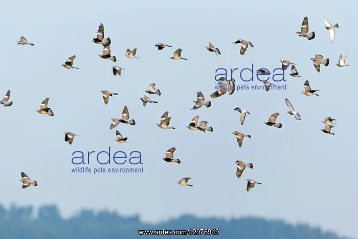 : Woodpigeon - flock in flight : Woodpigeon - flock in flight