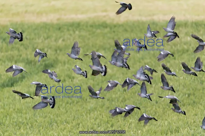 : Woodpigeon - flock in flight over cornfield : Woodpigeon - flock in flight over cornfield