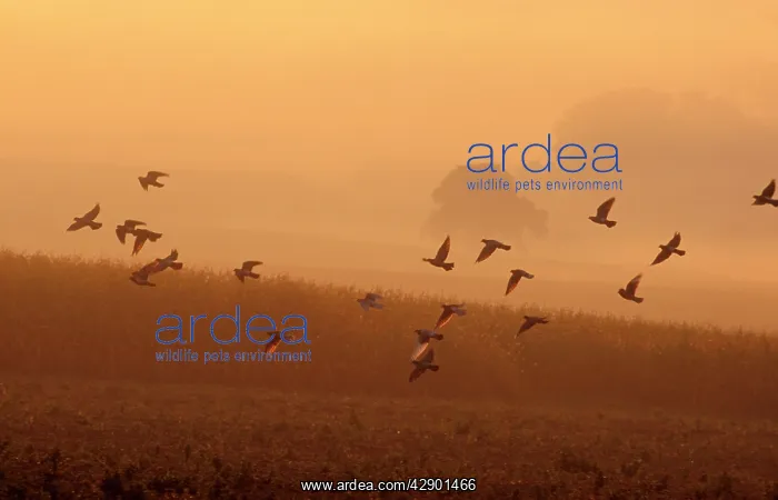 : Woodpigeon - Flock in flight, early morning : Woodpigeon - Flock in flight, early morning