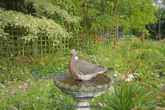 : Woodpigeon - in garden bird bath : Woodpigeon - in garden bird bath