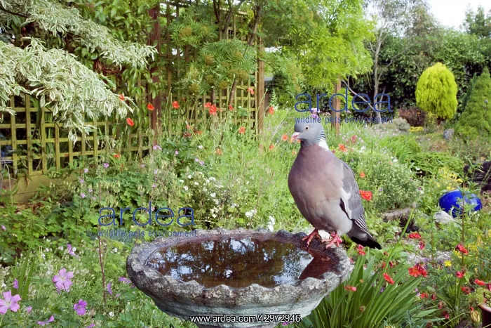 : Woodpigeon - In garden birdbath : Woodpigeon - In garden birdbath