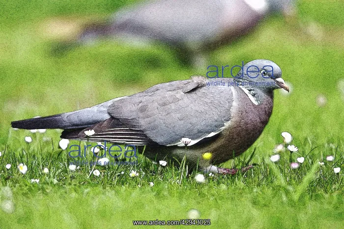 : Woodpigeon - On garden lawn : Woodpigeon - On garden lawn