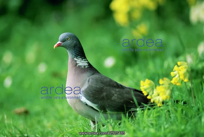 : WOODPIGEON - ON GRASS : WOODPIGEON - ON GRASS