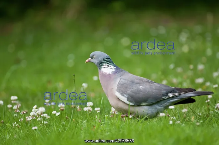 : Woodpigeon - on ground - with grass and white clover : Woodpigeon - on ground - with grass and white clover