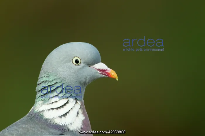 : Woodpigeon - head shot close up : Woodpigeon - head shot close up