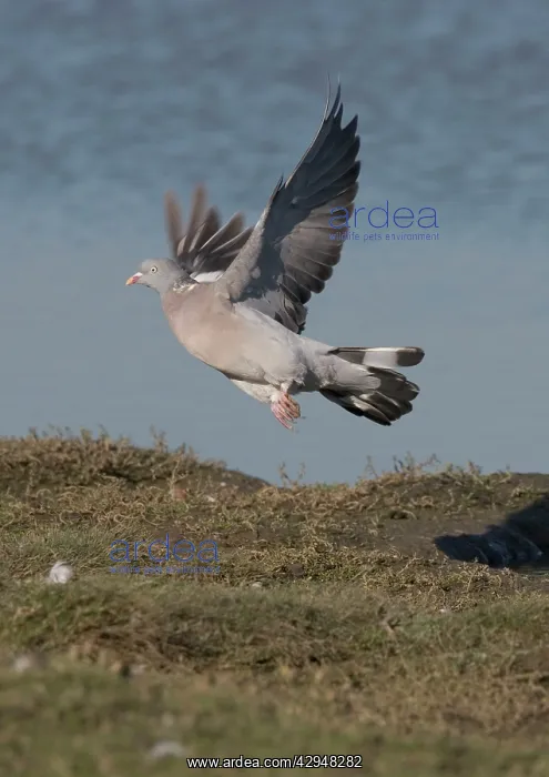 : Woodpigeon - lifting off : Woodpigeon - lifting off