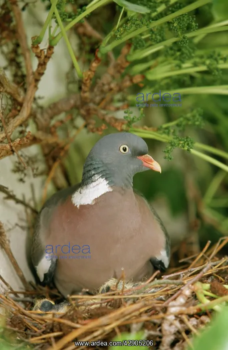 : Woodpigeon - on nest : Woodpigeon - on nest