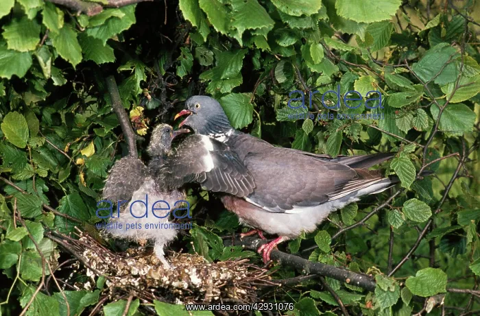 : WOODPIGEON - at nest with chick : WOODPIGEON - at nest with chick