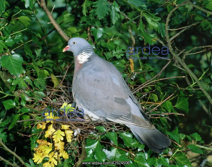 : Woodpigeon - At nest in Ivy covered tree : Woodpigeon - At nest in Ivy covered tree