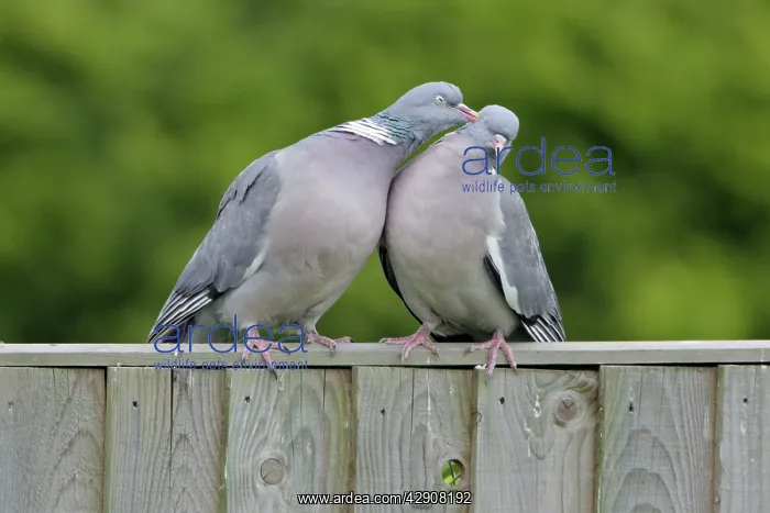 : Woodpigeon - Pair mutual preening on garden fence : Woodpigeon - Pair mutual preening on garden fence
