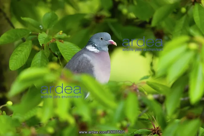 : Woodpigeon, perched amongst cherry tree leaves : Woodpigeon, perched amongst cherry tree leaves