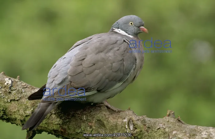 : WOODPIGEON - side profile on branch : WOODPIGEON - side profile on branch