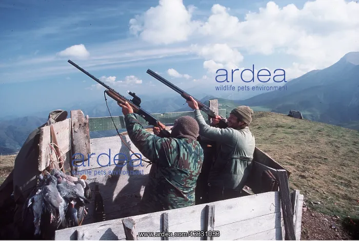 : WOODPIGEON SHOOTING : WOODPIGEON SHOOTING