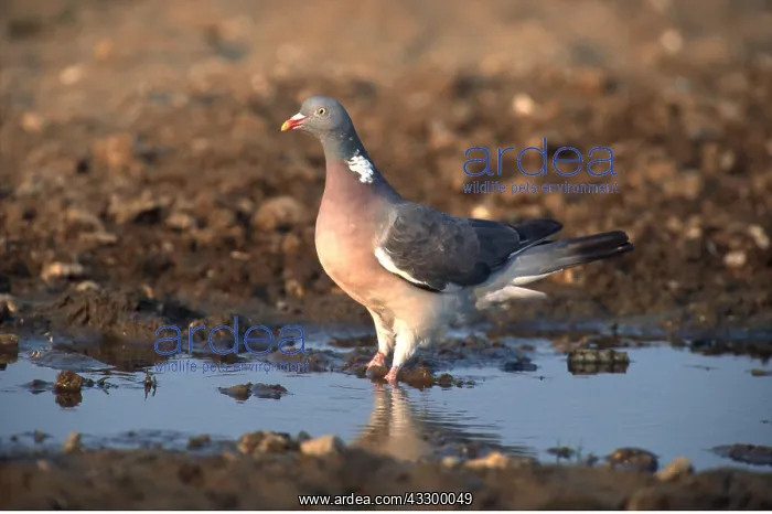 : WOODPIGEON - standing in water : WOODPIGEON - standing in water