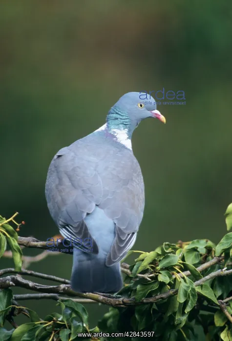 : WOODPIGEON - In tree : WOODPIGEON - In tree