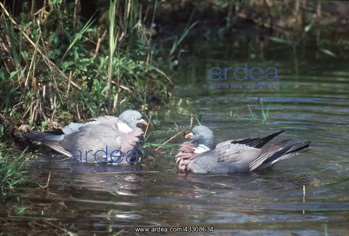  : WOODPIGEON - x two, in water