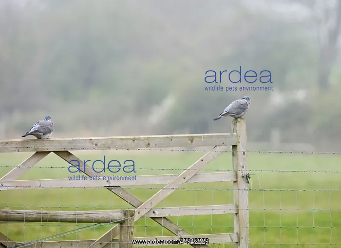 : Woodpigeons - resting on gate : Woodpigeons - resting on gate