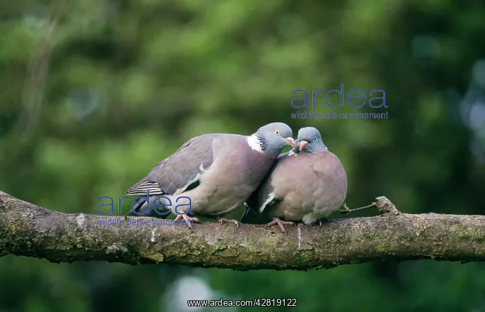 : WOODPIGEONS - x two, on branch : WOODPIGEONS - x two, on branch
