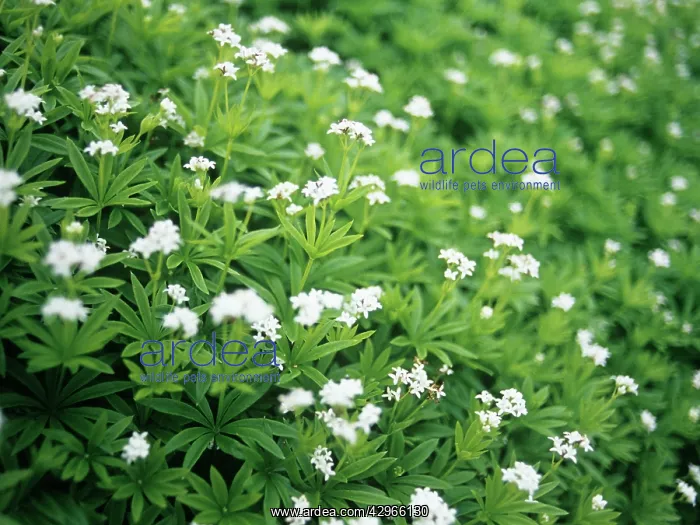 : Woodruff, Sweet woodruff, Asperula odorata Galiumodoratum : Woodruff, Sweet woodruff, Asperula odorata Galiumodoratum