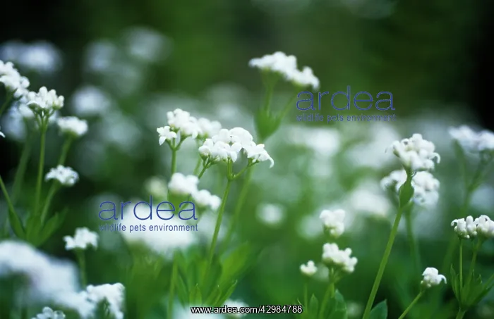  : Woodruff, Dyers woodruff, Asperula tinctoria