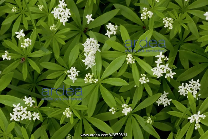 : Woodruff in flower : Woodruff in flower