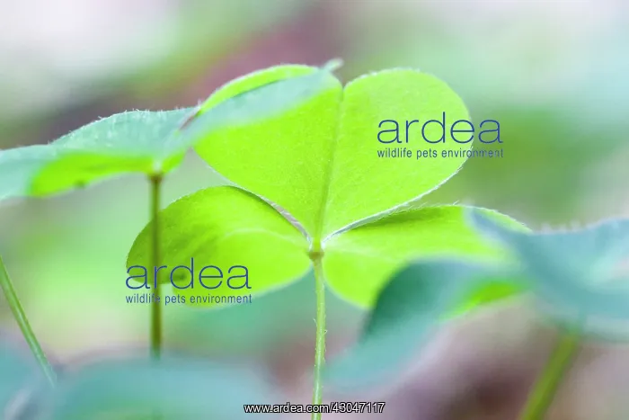 : Woodsorrel : Woodsorrel