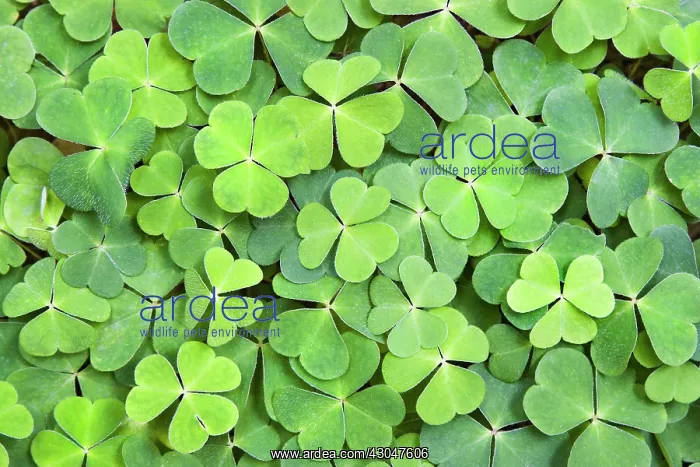 : Woodsorrel : Woodsorrel