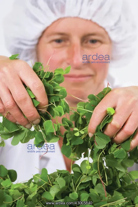 : Woodsorrel : Woodsorrel