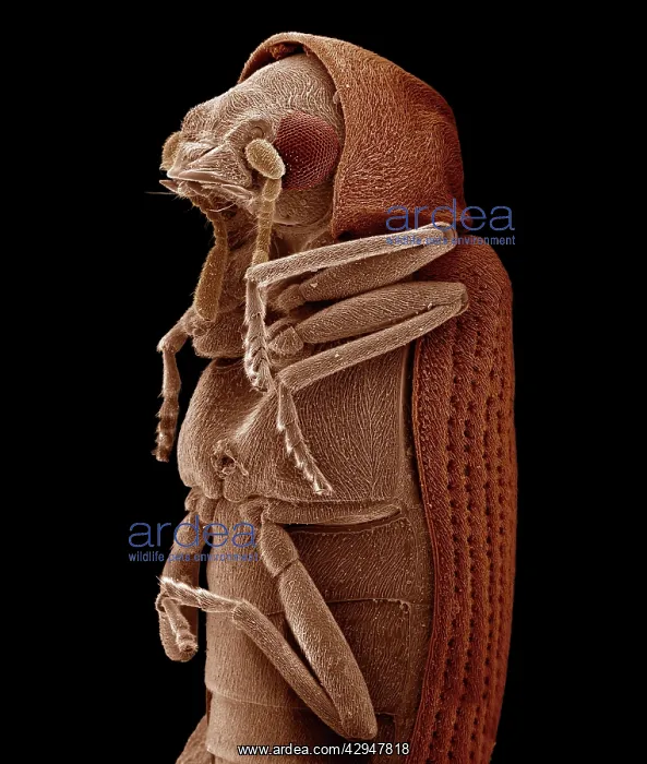 : Woodworm or Furniture Beetle : Woodworm or Furniture Beetle