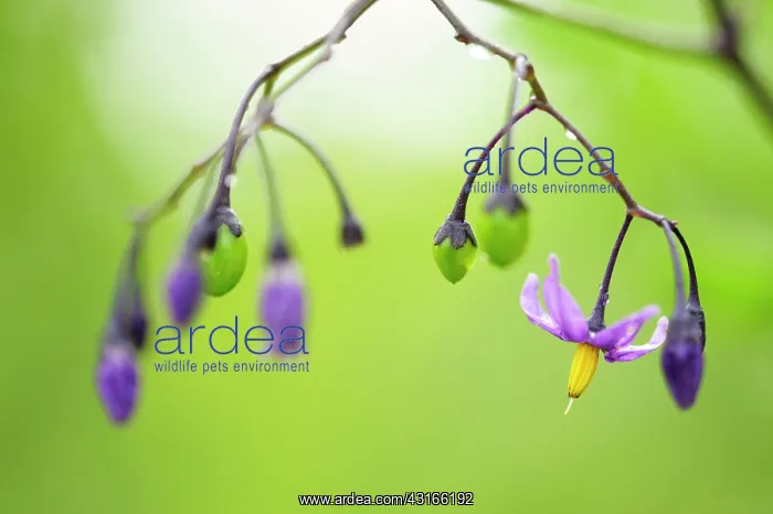 : Woody Nightshade : Woody Nightshade