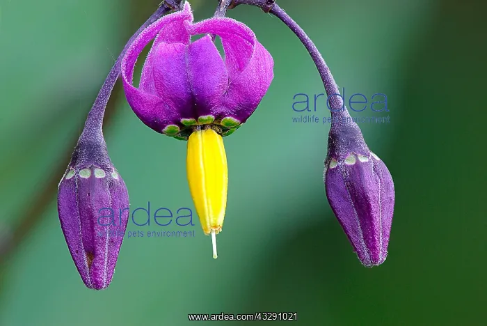 : Woody Nightshade (Solanum dulcamara) flourishin : Woody Nightshade (Solanum dulcamara) flourishin