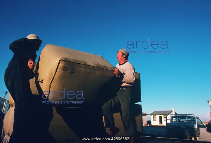 : Wool bale being lifted Victoria : Wool bale being lifted Victoria