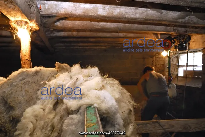 : Wool stored in a sheepfold Auvergne France : Wool stored in a sheepfold Auvergne France