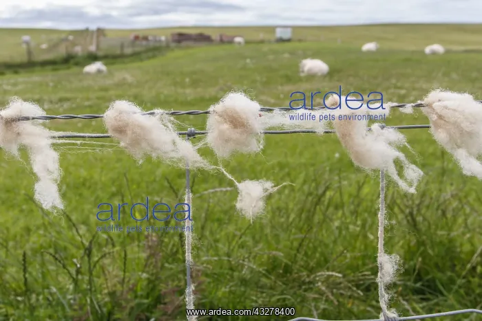 : wool trapped in the fence : wool trapped in the fence